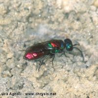 Chrysis germari, Italy, Valle d'Aosta, 2002, by Gian Luca Agnoli