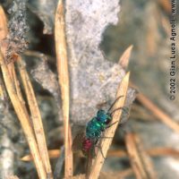 Chrysis ignita s.l., Italy, Valle d'Aosta, 2002, by Gian Luca Agnoli