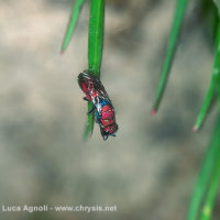 Chrysura cuprea at rest on a grass leave, Italy, Emilia-Romagna, Oriano (PR), spring 2003, by Gian Luca Agnoli