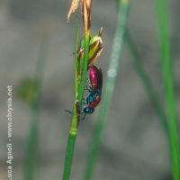 Chrysura dichroa, Italy, Emilia-Romagna, Oriano (PR), spring 2003, by Gian Luca Agnoli