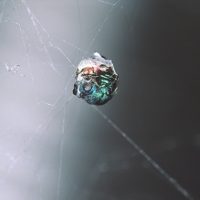 Philoctetes sculpticollis in the web of Achaearanea tepidariorum, Italy, Emilia-Romagna, Bologna, summer 2000, by Gian Luca Agnoli