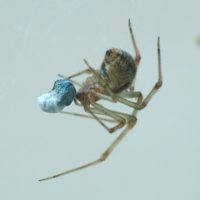 Omalus aeneus catched by Achaearanea tepidariorum female spider, Italy, Emilia-Romagna, Bologna, summer 2000, by Gian Luca Agnoli