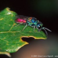 Chrysis scutellaris attracted by a mixture of water+sugar+alcohol spayed on the leaves, Italy, Emilia-Romagna, Oriano (PR), summer 2001, by Gian Luca Agnoli