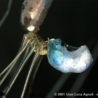 Philoctetes sculpticollis catched by a Pholcus spider, Italy, Emilia-Romagna, Bologna, summer 2001, by Gian Luca Agnoli