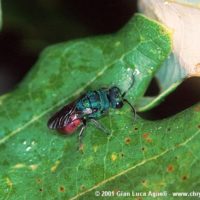 Hedychridium sculpturatum attracted by a mixture of water+sugar+alcohol spayed on the leaves, Italy, Emilia-Romagna, Oriano (PR), summer 2001, by Gian Luca Agnoli