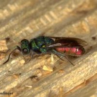 Chrysis sp., Switzerland, Hohfluh BE, 16 July 1996, by Beat Wermelinger