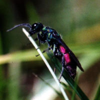 Chrysura refulgens by Parasitic Online