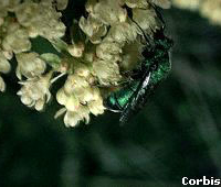 cuckoo_wasp1(corbis)