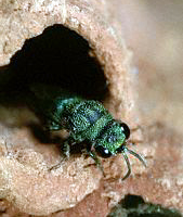 cuckoo_wasp2(corbis)