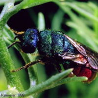 Hedychrum sp., C France, near Limoges, 1999, by Daan Kalmeijer