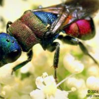 Hedychrum nobile, female, C Norway, 2004, by Daan Kalmeijer