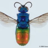 Chrysis comparata by Hans Henderickx