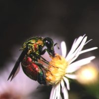 Stilbum calens, Italy, Milan, Parco Agricolo del Sud, by Peter Kubal