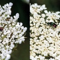 Hedychrum niemelai on Daucus carota (Umbrelliferae), Italy, Valle d'Aosta, Aosta, 700 mts., August 1991, by Paolo Rosa