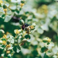 Holopyga ignicollis on Euphorbia, Italy, Valle d'Aosta, Ozein (AO), 1000 mts., July 1991, by Paolo Rosa