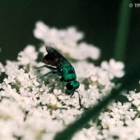 Chrysis comparata on Daucus carota (Umbrelliferae), Italy, Valle d'Aosta, Pondel (AO), 880 mts., August 1992, by Paolo Rosa