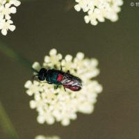 Chrysis scutellaris on Daucus carota (Umbrelliferae), Italy, Emilia-Romagna, Tabiano (PC), July 1991, by Paolo Rosa