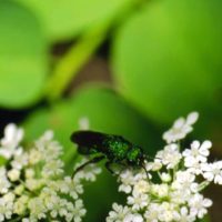 Hedychrum sp. USA, Ohio, Cleveland, Rocky River Reservation, 2000, by Paul Butler