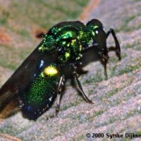 Stilbum cyanurum, Kibale NP, Uganda, Africa. February 1999, by Sytske Dijksen