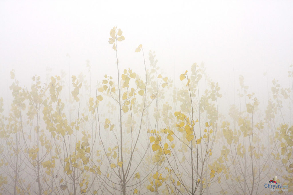 Foglie gialle nella nebbia