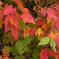 Foliage!, Franconia & Sugar Hill, NH