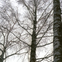 Trees