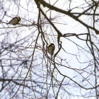Birds