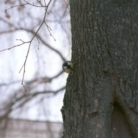 Bird