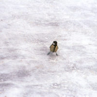 Bird