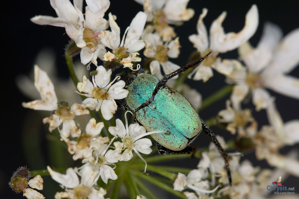 Hoplia caerulea (Coleoptera, Scarabaeidae)