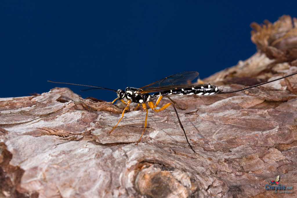 Megarhyssa sp. (Hymenoptera, Ichneumonidae)