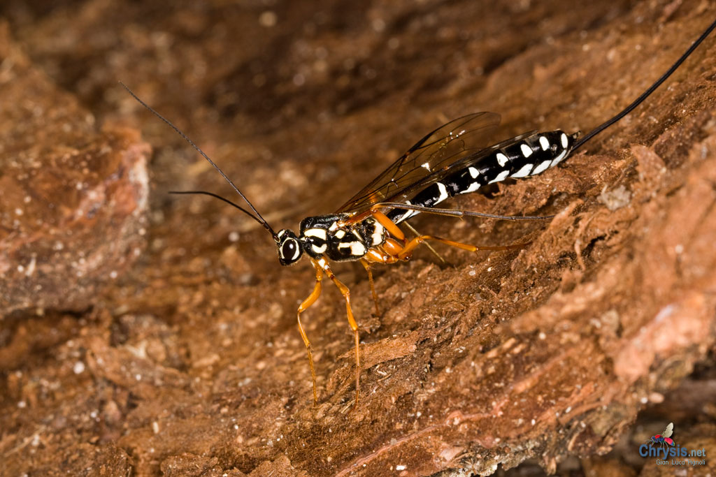 Megarhyssa sp. (Hymenoptera, Ichneumonidae)