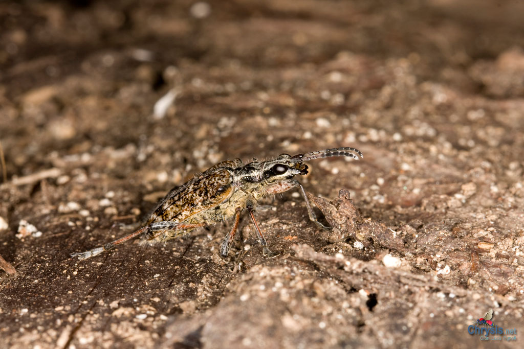 Rhagium sp. (Coleoptera, Cerambycidae)