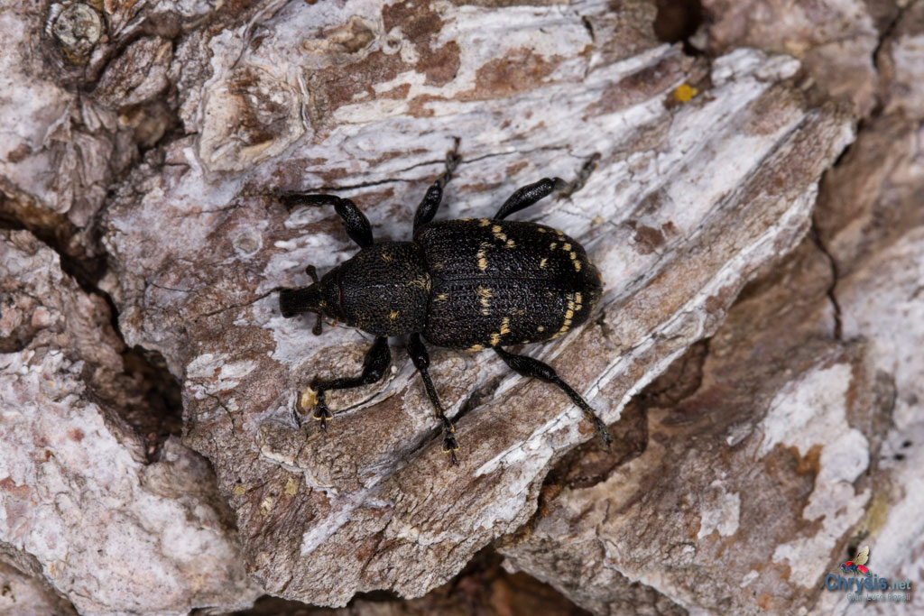 (Coleoptera, Curculionidae)