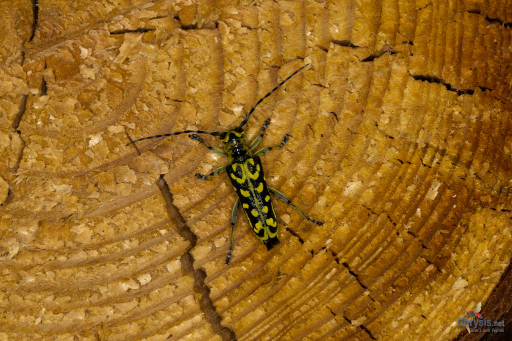 Saperda sp. (Coleoptera, Cerambycidae)