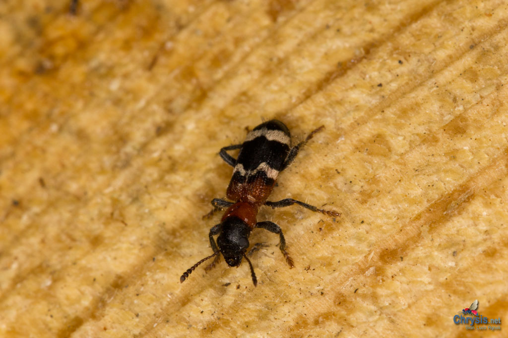 Thanasimus formicarius (Coleoptera, Cleridae)