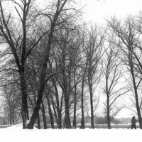Trees