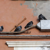 Chioggia