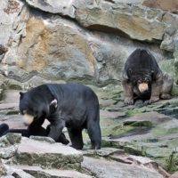 Der Berliner Zoo