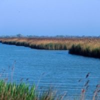 Saltmarsh channell