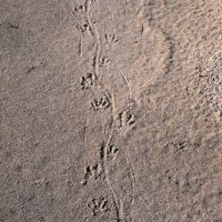 Footprints