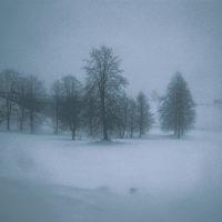 Trees under the snow