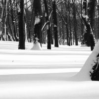 Trees in the snow