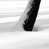 Trees in the snow