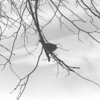 A frozen bird