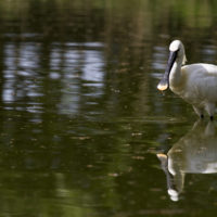 Spatola bianca (Platalea leucorodia)