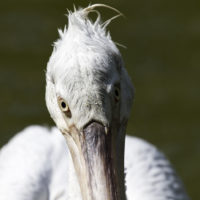 Pellicano crespo (Pelecanus crispus)