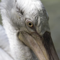 Pellicano crespo (Pelecanus crispus)