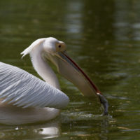 Pellicano crespo in pesca (Pelecanus crispus)