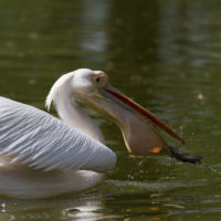 Pellicano crespo in pesca (Pelecanus crispus)